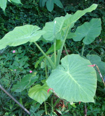 跡見群芳譜(野草譜 クワズイモ)